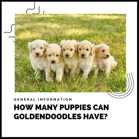 How Many Puppies Do Goldendoodles Have
