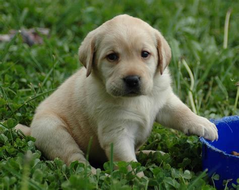 How Many Puppies Do Labradors Have