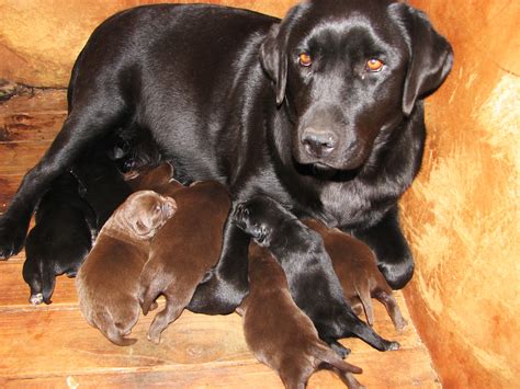 How Many Puppies Do Labradors Usually Have
