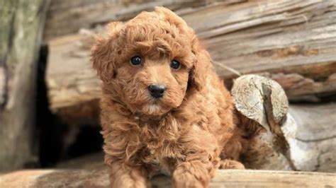 How Many Puppies Does A Miniature Poodle Have