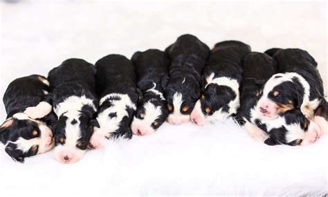 How Many Puppies In A Bernedoodle Litter