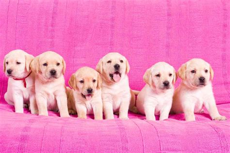 How Many Puppies In A Labrador Litter