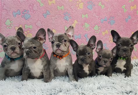 How Many Puppies In A Litter Of French Bulldogs