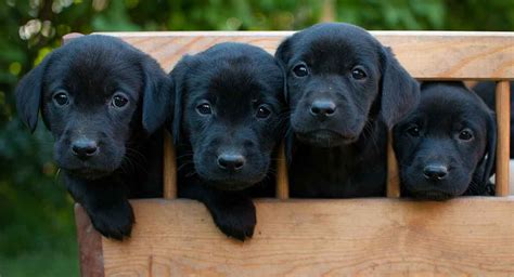 How Many Puppies Labradors Have