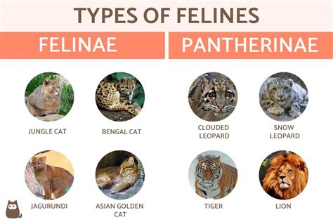 How Many Species Of Felines Are There? PetThings