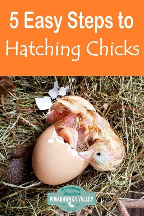 How Many Steps To Hatch An Egg - About Agric