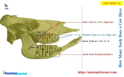 How Many Teeth Does A Cow Have - Realonomics