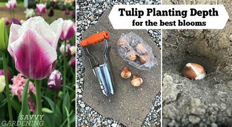 How Many Tulip Bibs Can I Put In A Hole?