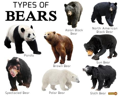 How Many Types Of Bears Are There Living In The World …