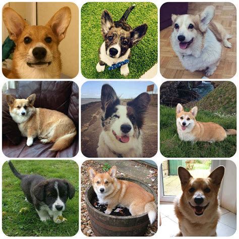 How Many Types Of Corgis Are There Canine Freedom …