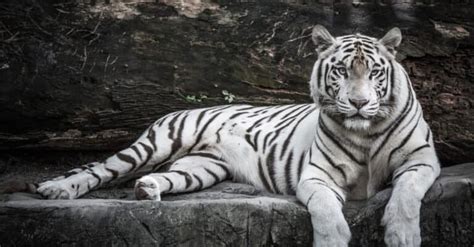 How Many White Tigers Are Left In The World? - IMP WORLD