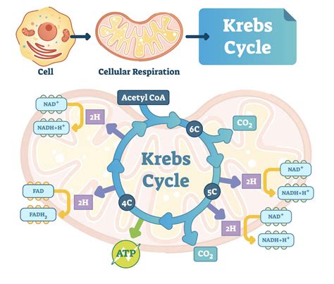 How Mitochondria Function Affects Skin and Promotes Anti Aging Dr