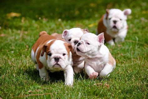 How Much Are Bulldog Puppies Worth