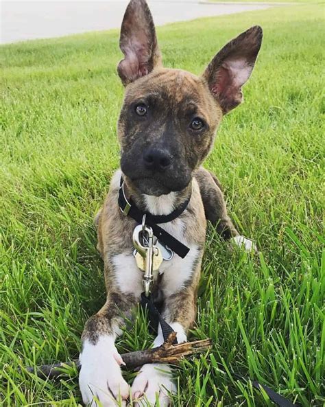How Much Are German Shepherd Pitbull Mix Puppies