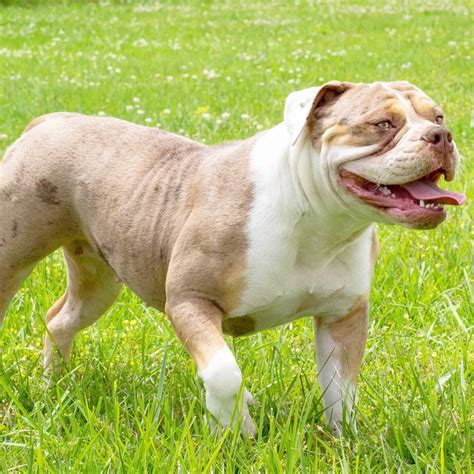How Much Are Old English Bulldog Puppies