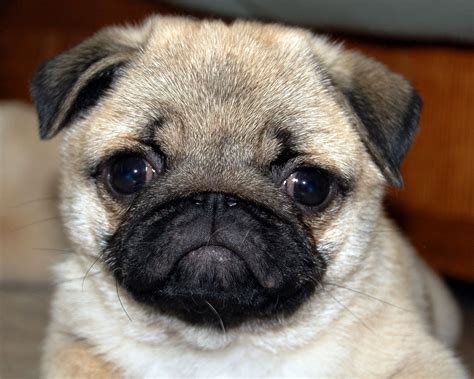 How Much Are Pug Puppies