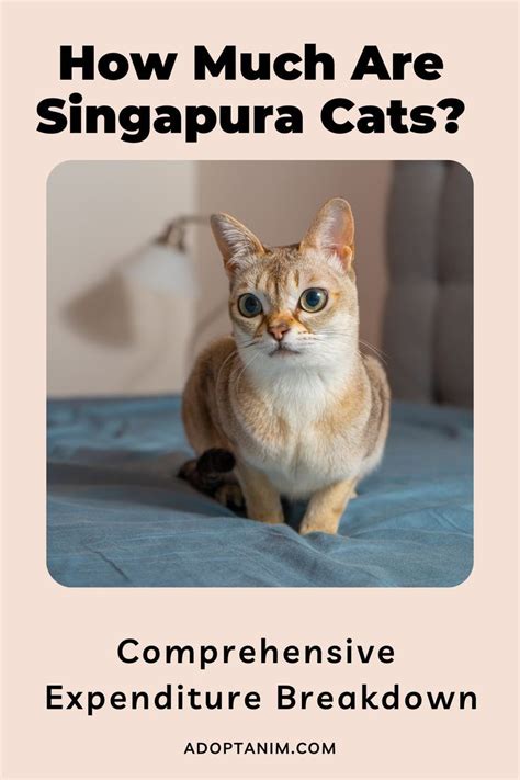 How Much Are Singapura Cats? Comprehensive Expenditure …