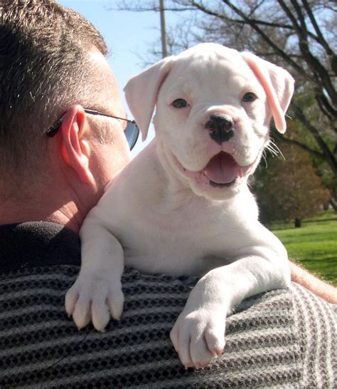 How Much Are White Boxer Puppies