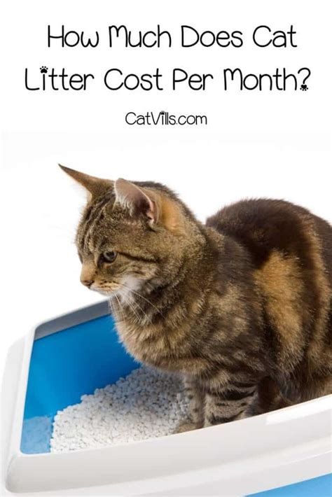 How Much Cat Litter Per Month Find Ou…