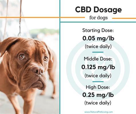 How Much Cbd Can I Give My Dog With Cancer