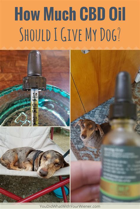 How Much Cbd Oil Is Too Much For My Dog