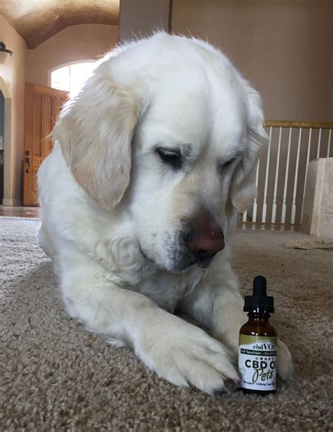 How Much Cbd Oil Should I Give My Nervous Dog