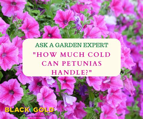 How Much Cold Can Petunias Handle? – Black Gold