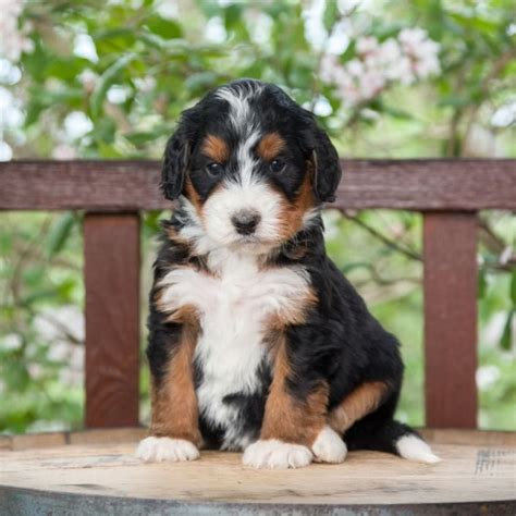 How Much Do Bernedoodle Puppies Cost