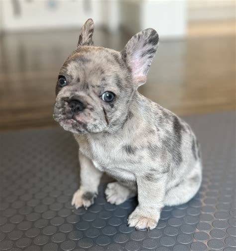 How Much Do Blue French Bulldog Puppies Cost