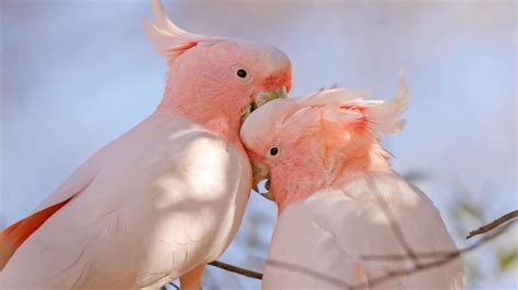 How Much Do Cockatoos Cost in 2024?