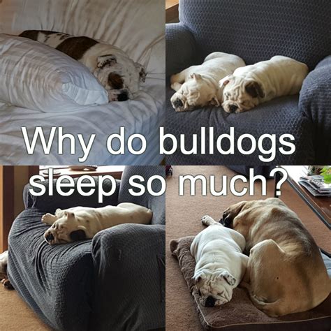 How Much Do English Bulldog Puppies Sleep