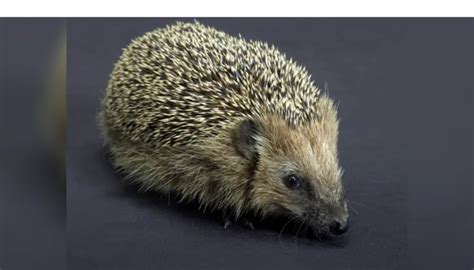 How Much Do Hedgehogs Run at Night? - Fur, …