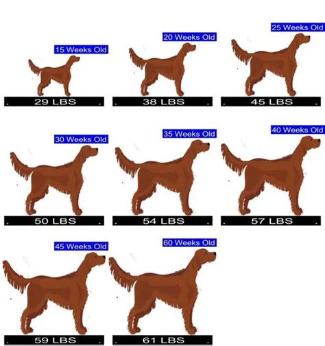 How Much Do Irish Setters Weigh: How Big Are They?