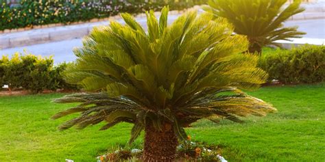 How Much Do Sago Palms Cost? (Size by Size Guide) - GFL Outdoors