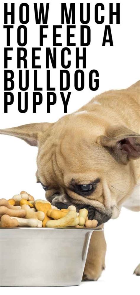 How Much Do U Feed A French Bulldog Puppy