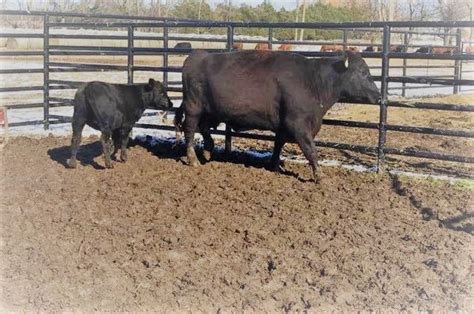 How Much Does A Angus Cow Weigh - Justagric