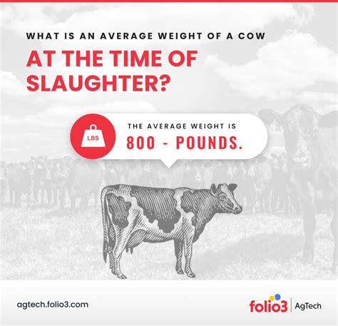 How Much Does A Average Cow Weigh - Justagric