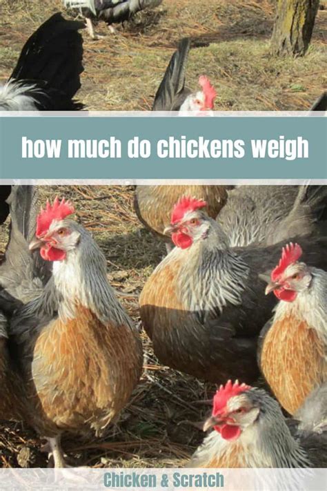 How Much Does A Chicken Weigh? - BackyardPets