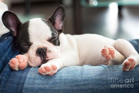 How Much Does A French Bulldog Puppy Sleep