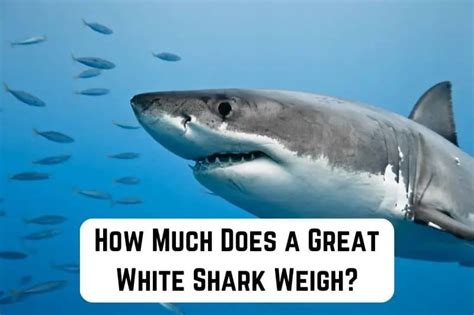 How Much Does A Great White Shark Weigh In Pounds