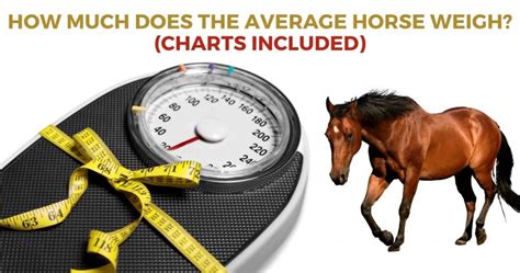 How Much Does A Horse Pp Weigh? (Solved)