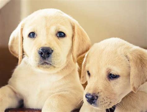 How Much Does A Puppy Labrador Cost
