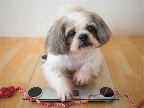 How Much Does A Shih Tzu Weight Full Grown - Justagric