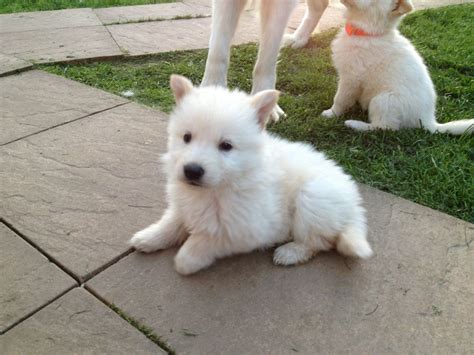 How Much Does A White German Shepherd Puppy Cost