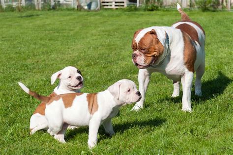 How Much Does An American Bulldog Puppy Cost