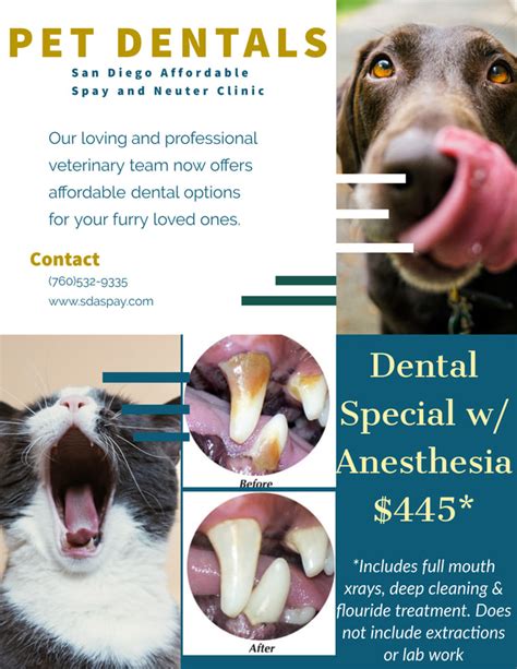 How Much Does Dog Dental Care Cost? - Ingleside …