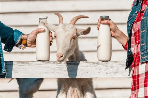 How Much Does Goat Milk Cost? (Price Guide) - Farmpertise