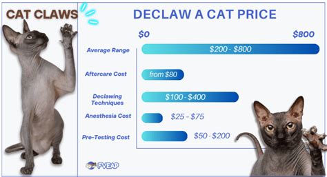 How Much Does It Cost to Declaw a Cat? Here is the Answer!