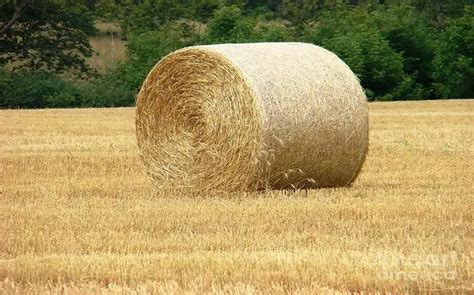 How Much Does a Bale of Straw Cost?