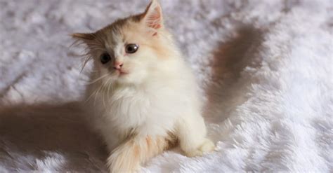 How Much Does a Ragamuffin Cat Cost? Complete Guide